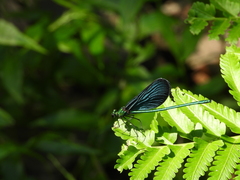 Matrona cyanoptera