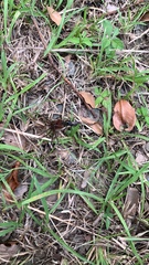 Tachypompilus analis