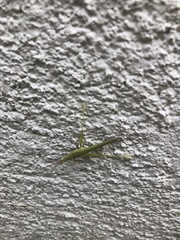 Atractomorpha sinensis