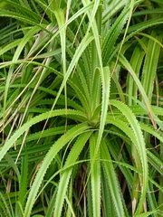 Pandanus odorifer