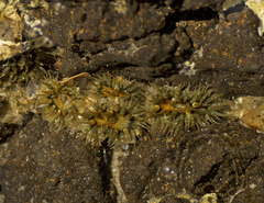 Anthopleura