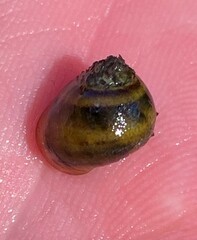 Leptoxis virgata