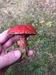 Butyriboletus frostii image