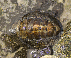 Acanthopleura gemmata
