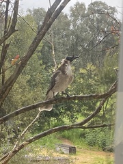 Philemon corniculatus