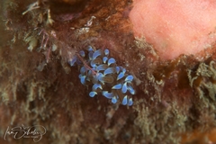 Phyllodesmium macphersonae