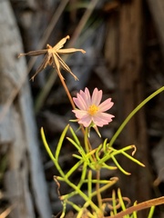 Cosmos parviflorus