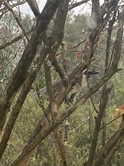 Philemon corniculatus