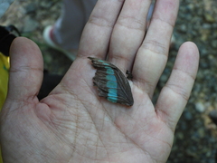 Graphium sarpedon connectens