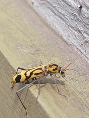 Chlorophorus annularis