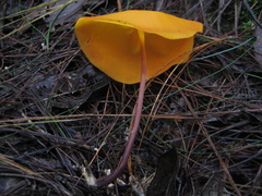 Hymenogloea papyracea