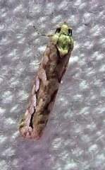 Diedra