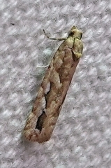 Diedra