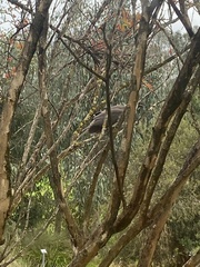 Philemon corniculatus