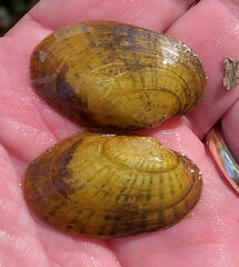 Cambarunio taeniatus