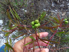 Stillingia texana