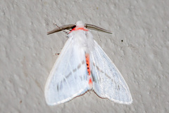 Lemyra anormala