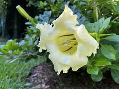 Solandra longiflora