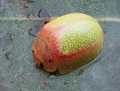 Paropsisterna pictipes