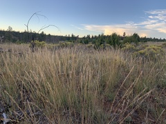 Bouteloua curtipendula