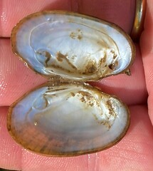 Cambarunio taeniatus