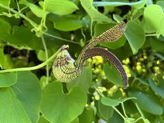 Aristolochia ringens