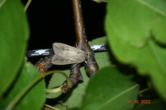 Mythimna unipuncta