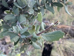 Quercus grisea