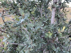 Quercus grisea