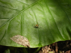 Oxyopes macilentus