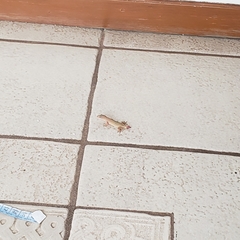 Hemidactylus mabouia