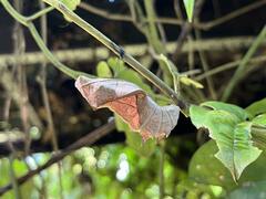 Papilio clytia