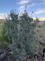 Quercus grisea