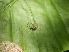 Oxyopes macilentus