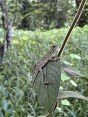 Calotes emma