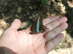 Graphium sarpedon connectens