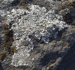 Physcia caesia