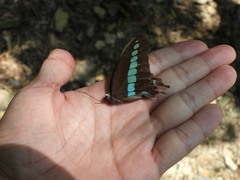 Graphium sarpedon connectens