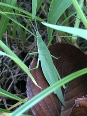 Atractomorpha sinensis