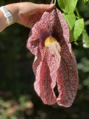 Aristolochia gigantea