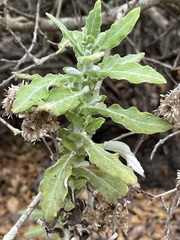 Pseudognaphalium biolettii