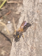 Sceliphron madraspatanum