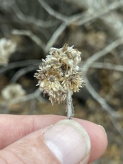 Pseudognaphalium biolettii