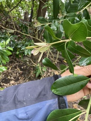 Planchonella costata