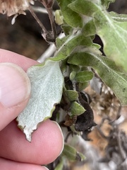 Pseudognaphalium biolettii