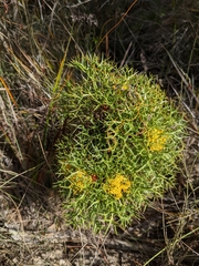 Isopogon ceratophyllus