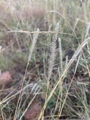 Muhlenbergia wrightii