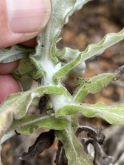 Pseudognaphalium biolettii