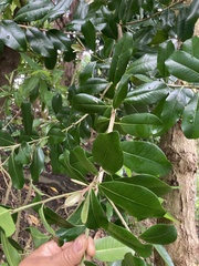 Planchonella costata