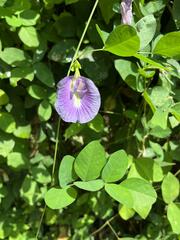 Clitoria ternatea